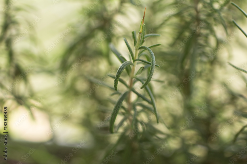 新鲜迷迭香植物