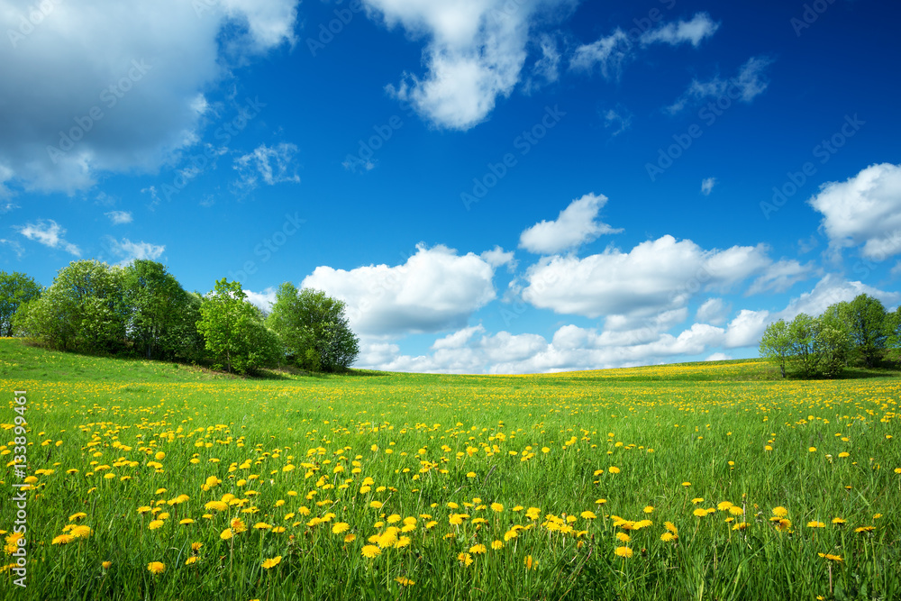 Field with dandelions and blue sky