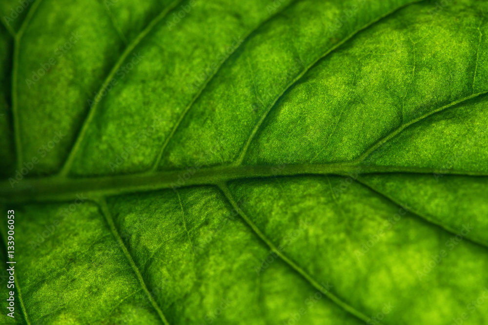 Green leaf macro