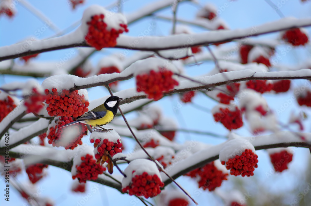 Tit sitting on a branch of rowan