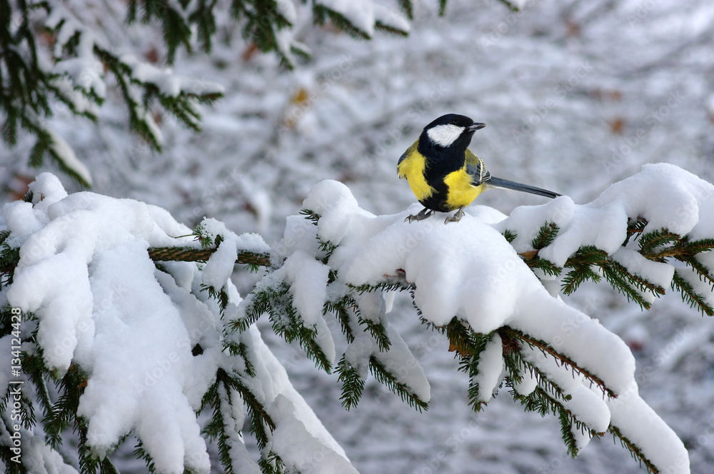 Tit sitting on spruce branches