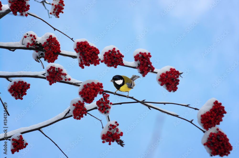 Tit sitting on a branch of rowan