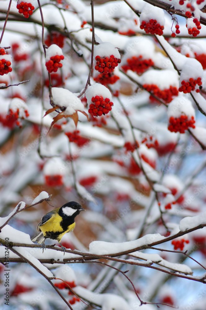 Tit sitting on a branch of rowan