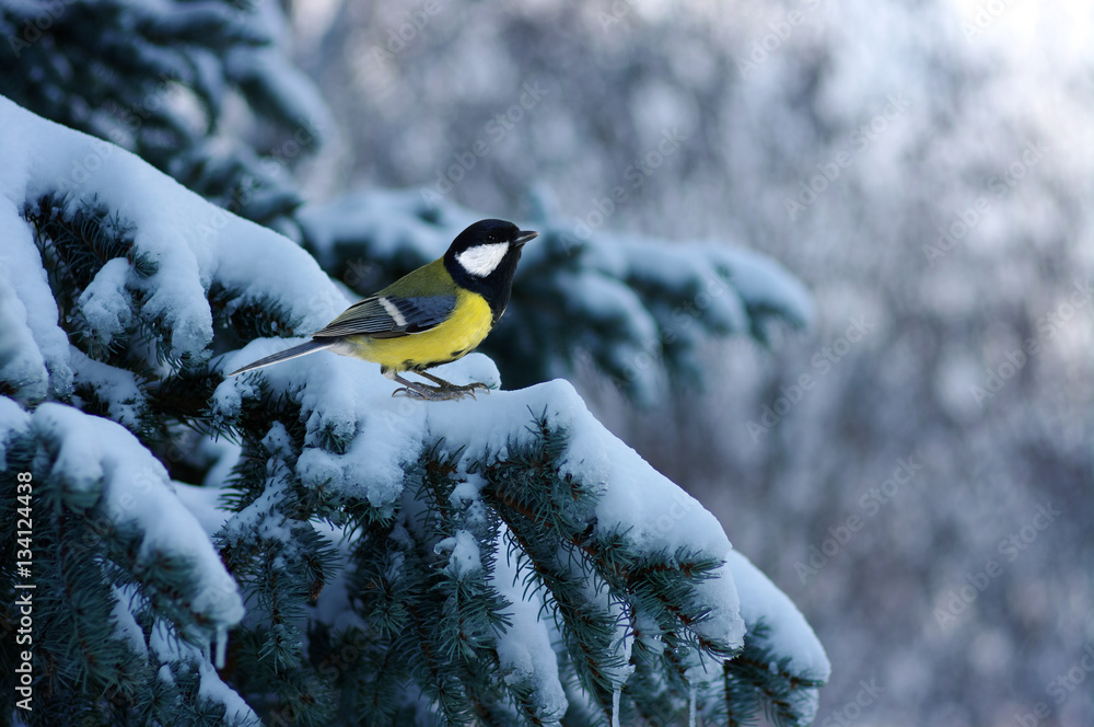 Tit sitting on spruce branches