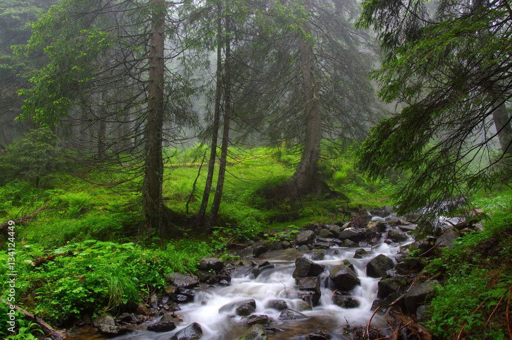 River in the woods