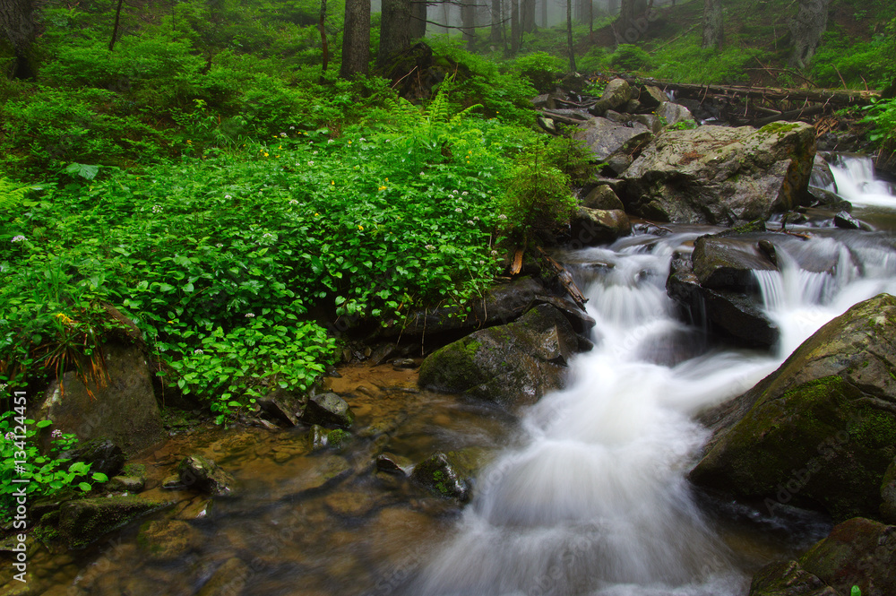 River in the woods