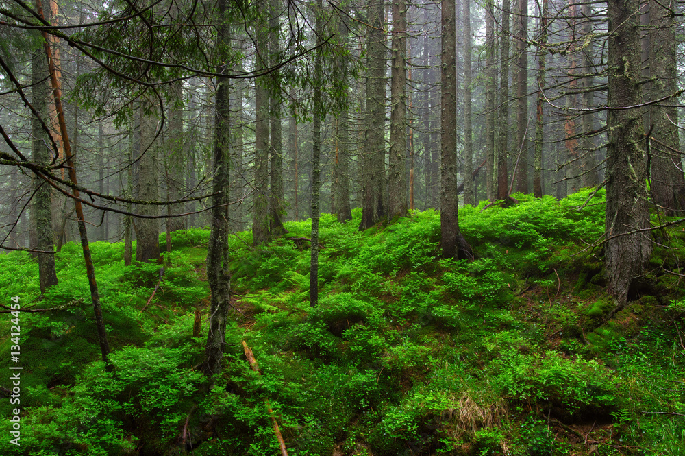 Trees in forest