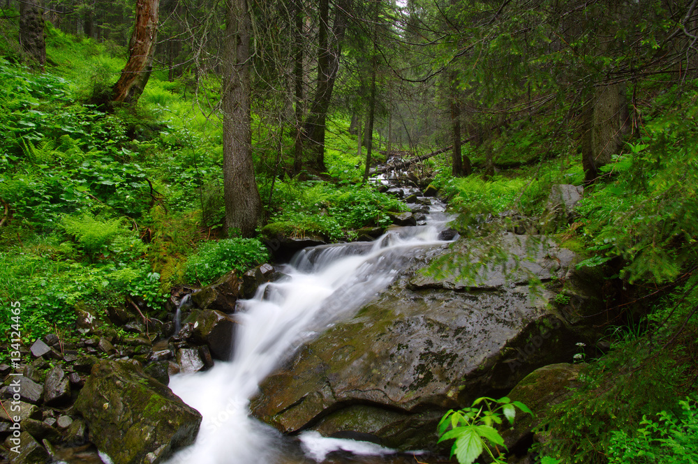 River in the woods