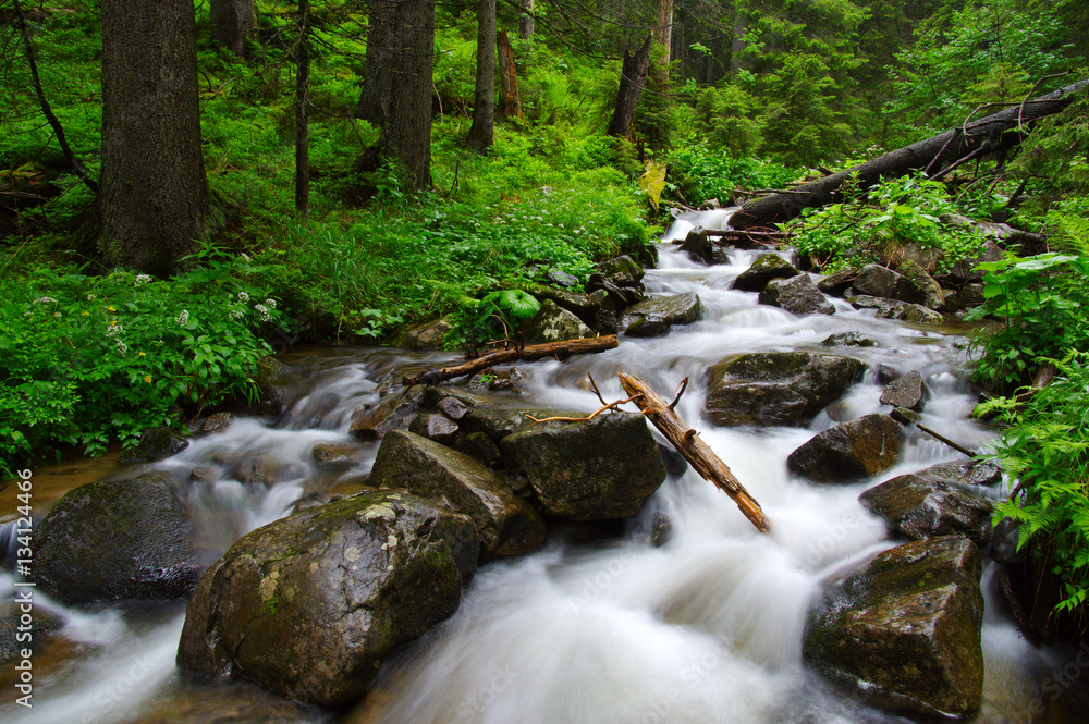 River in the woods