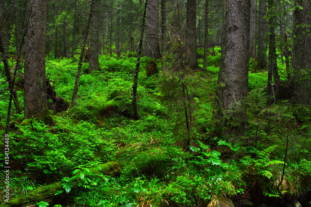 Trees in forest