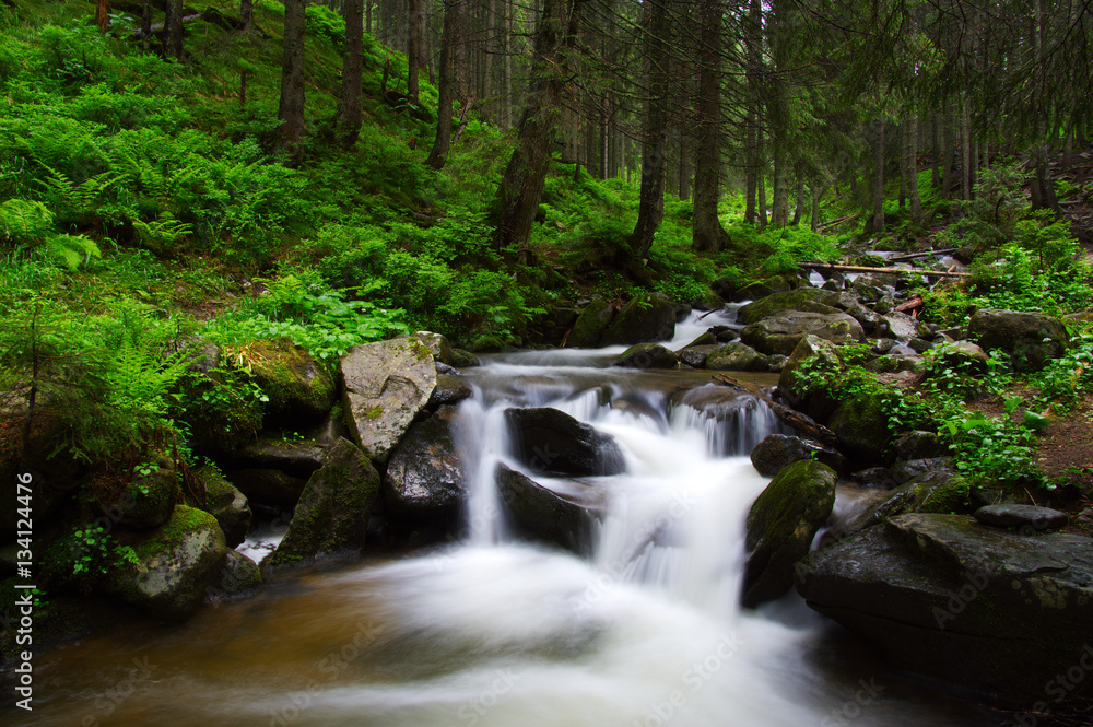 River in the woods