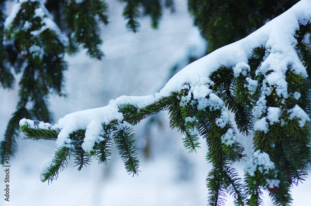 Spruce branches covered with snow