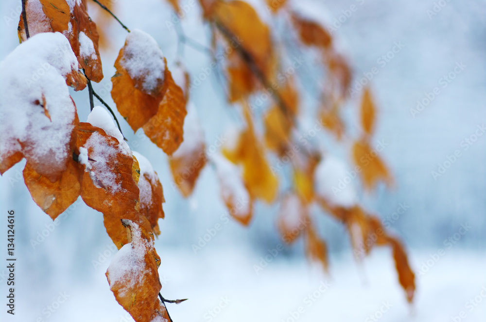 Yellow leaves in snow.