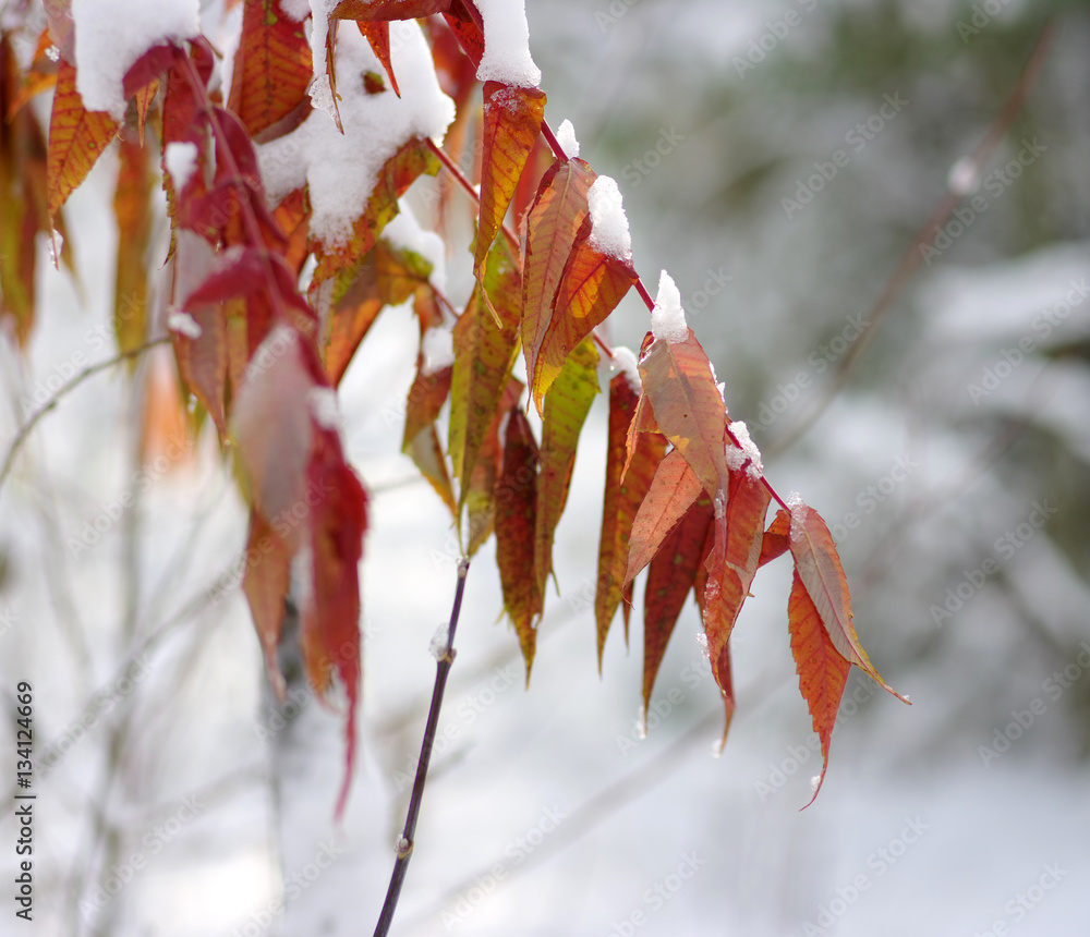 Yellow leaves in snow.