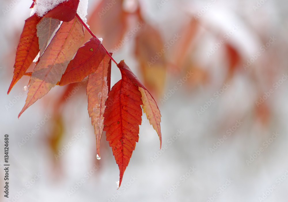 Yellow leaves in snow.