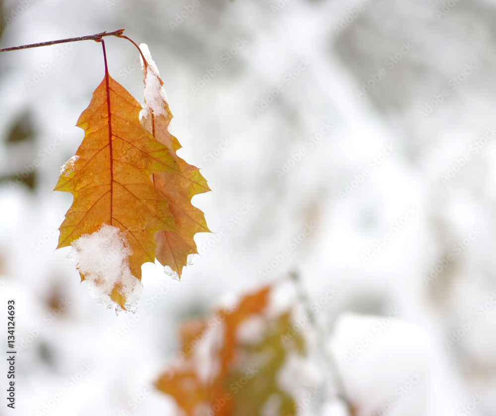 Yellow leaves in snow.