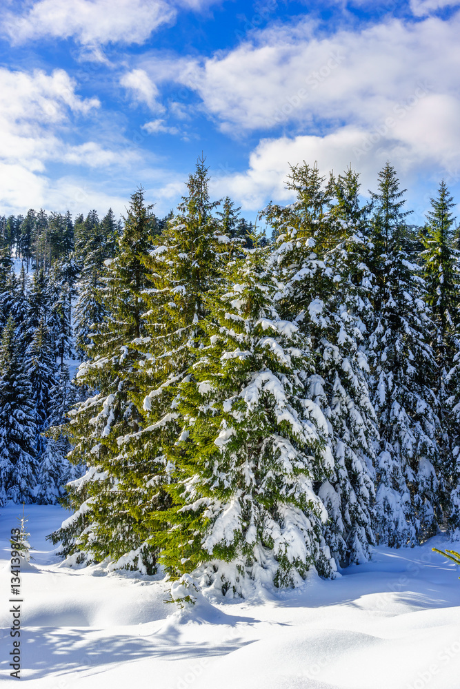 Wunderschöner Winterwald