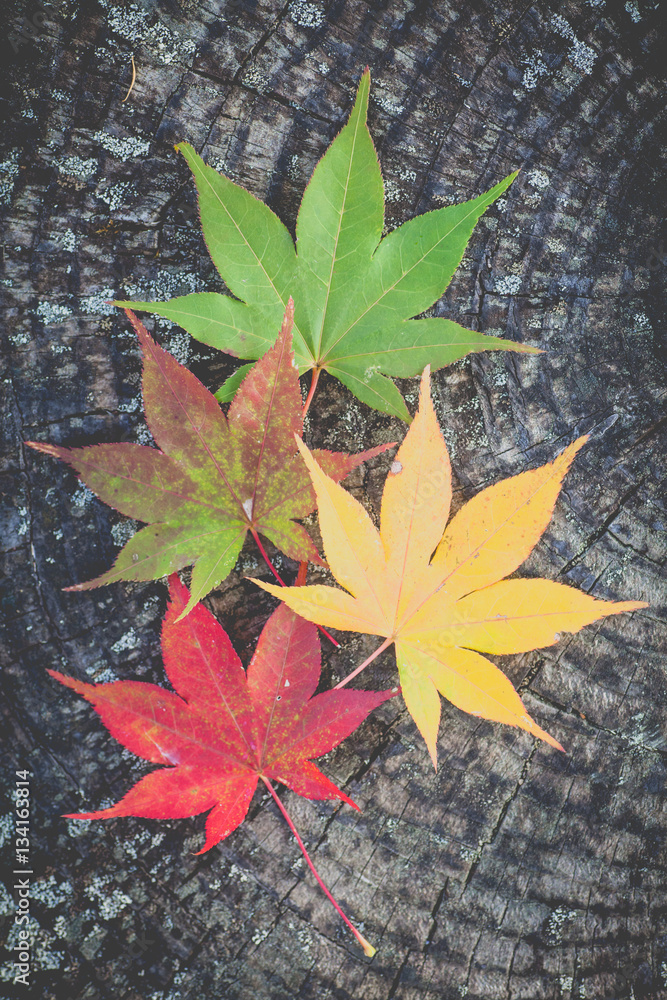 Beautiful colorful of Autumn leaves on tree bark background