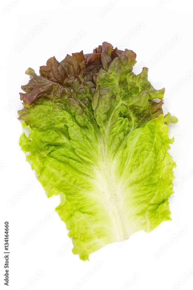 Fresh green lettuce leaf isolated on a white background