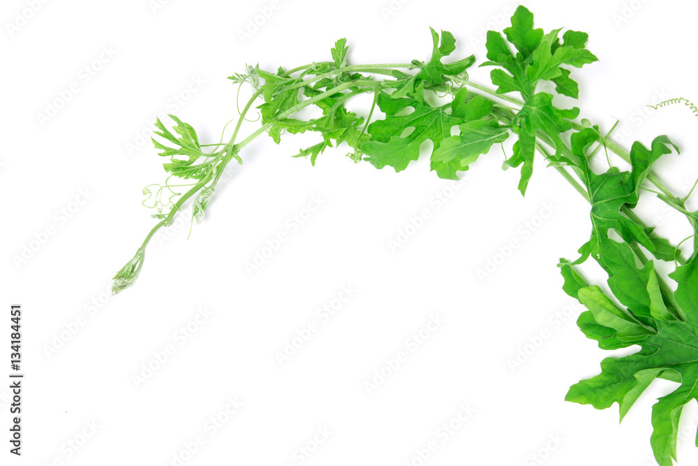 green creeping plant on white background