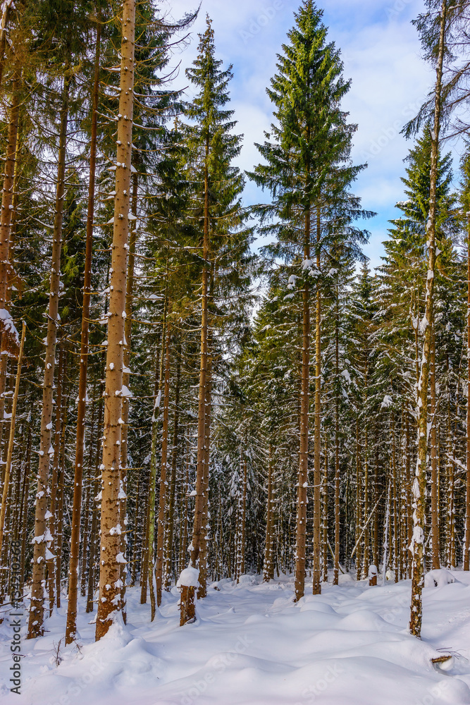 Nadelwald im Winter