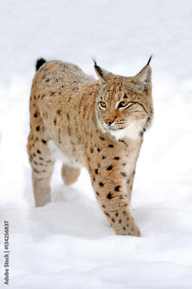 Lynx in winter