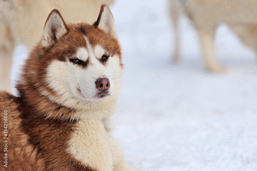 Siberian husky dog