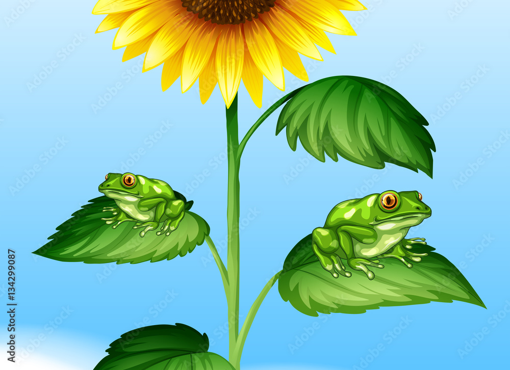 Two green frogs on sunflower tree