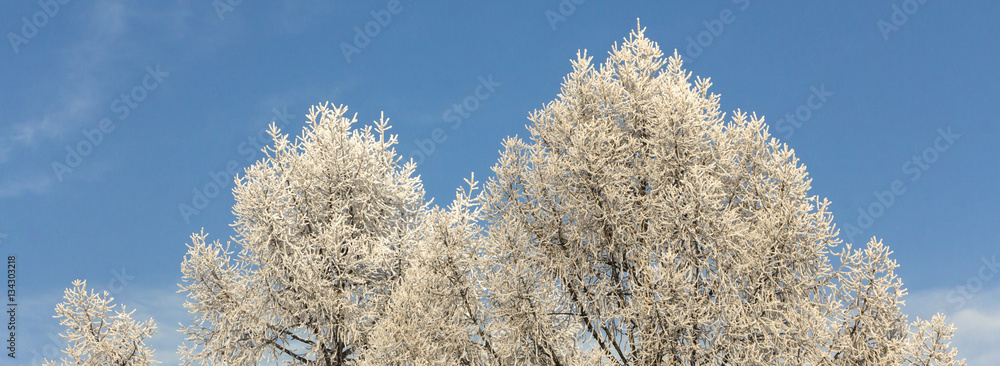 Winter landscape with hoarfrosted trees. Polish   photographed at frosty and cloudy day.