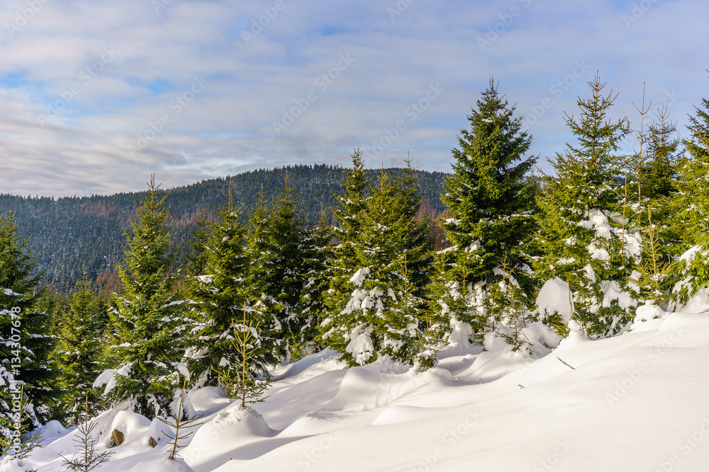 Beautiful winter landscape with a mountain in the background