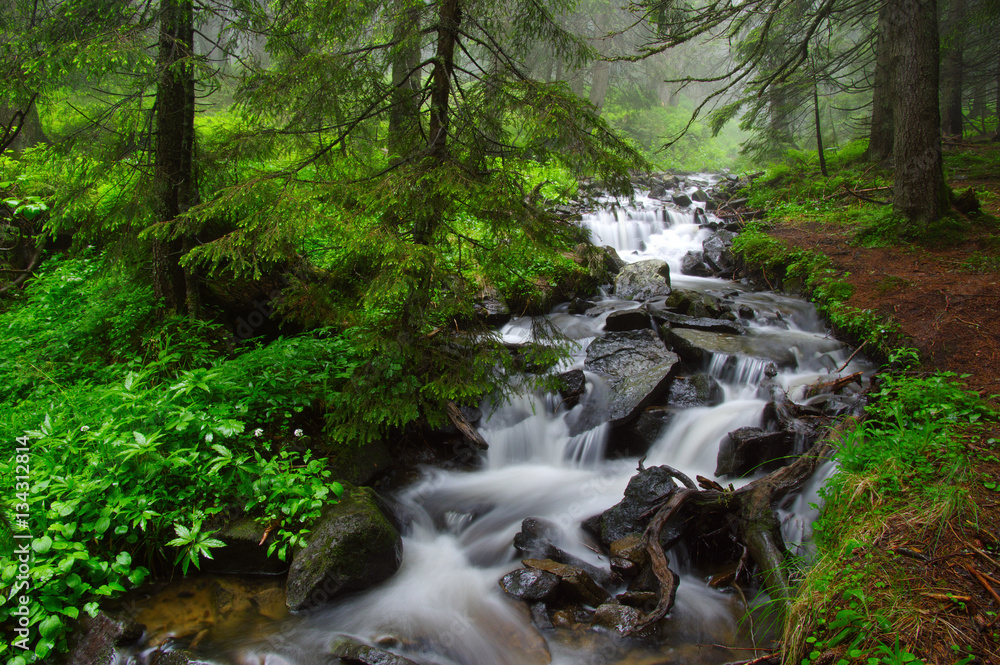 River in the woods