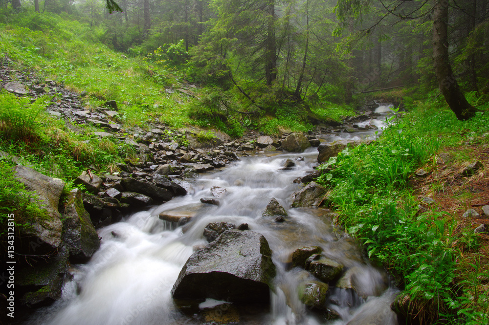 River in the woods