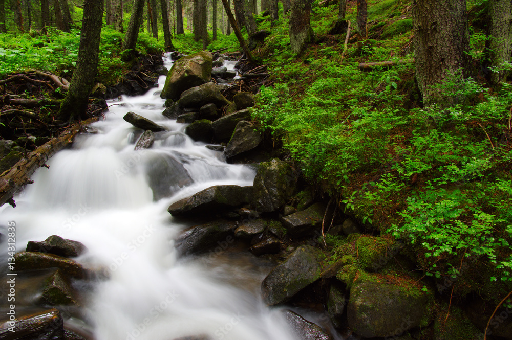 River in the woods