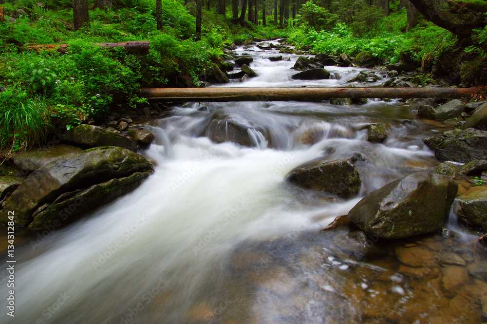 River in the woods