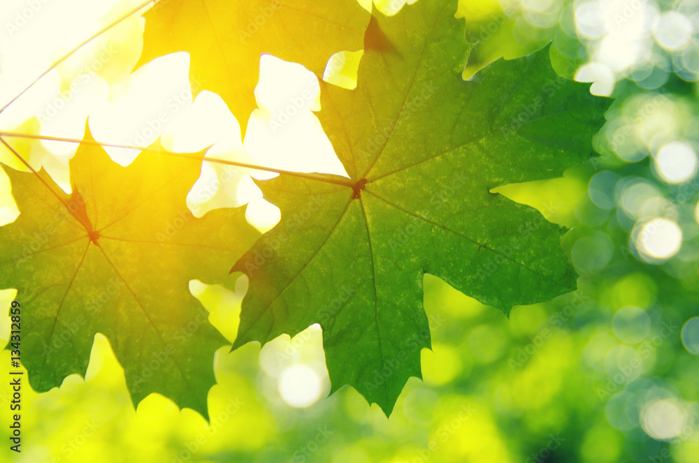 Green leaves and sun