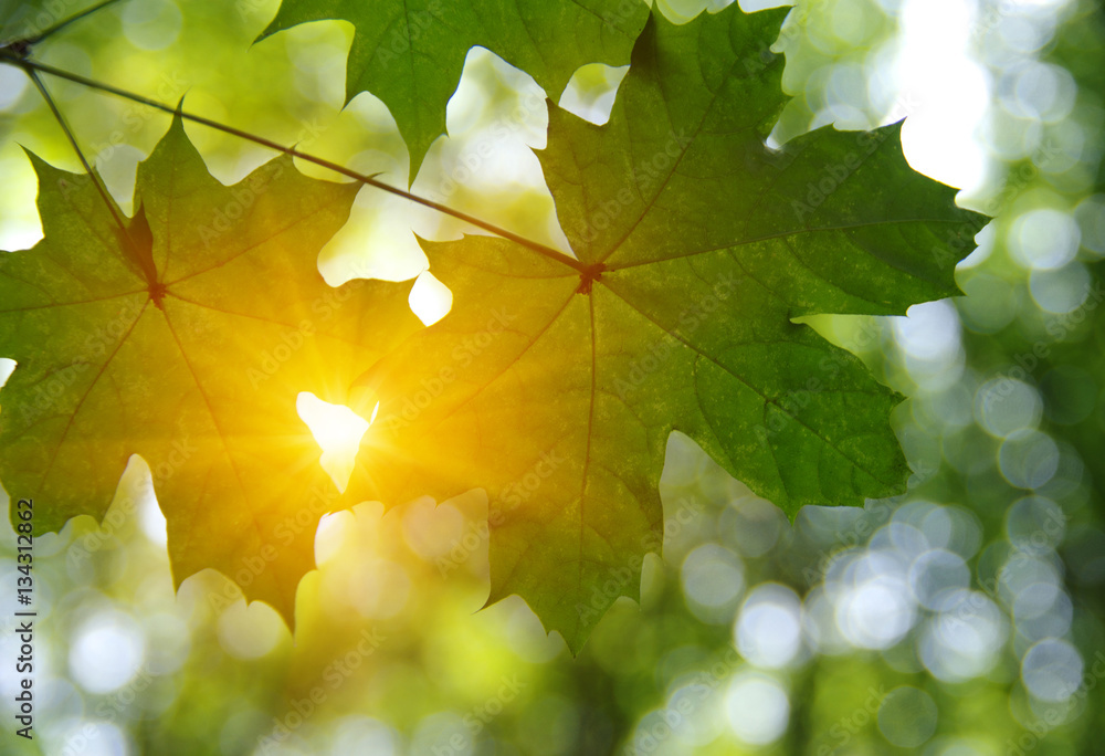 Green leaves and sun