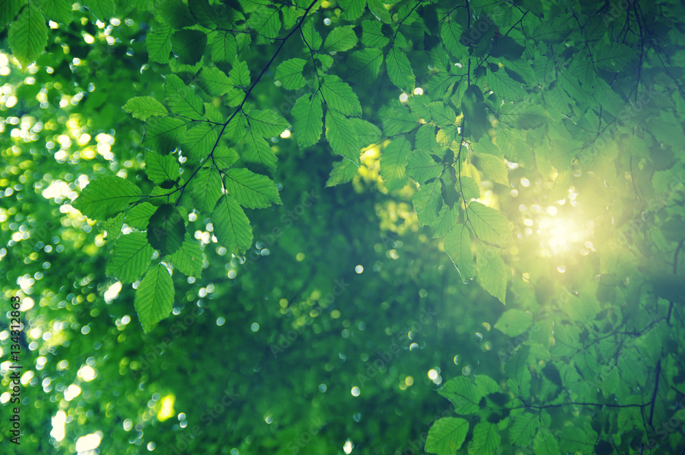 Green leaves and sun