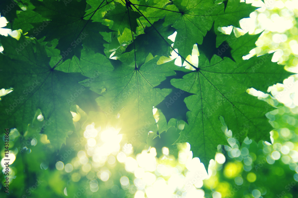 Green leaves and sun