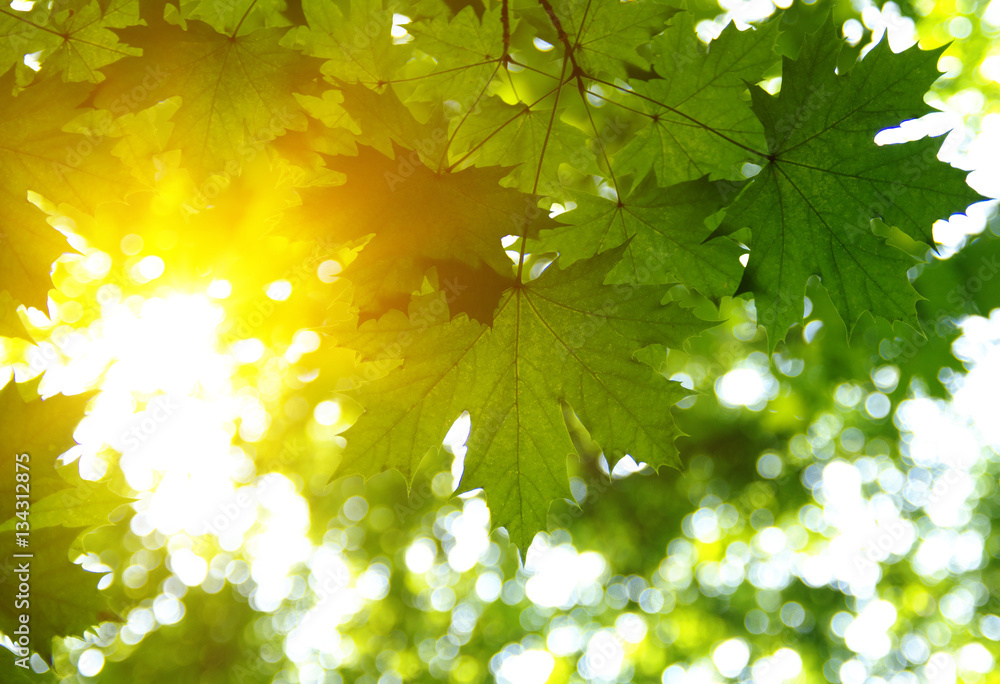 Green leaves and sun