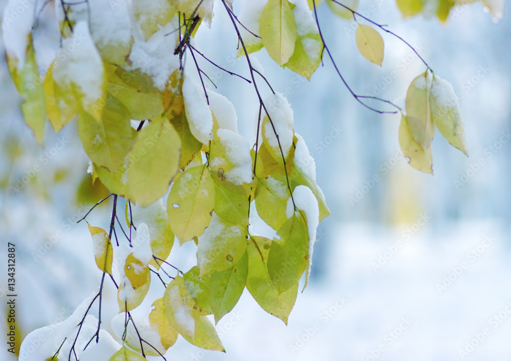 Yellow leaves in snow