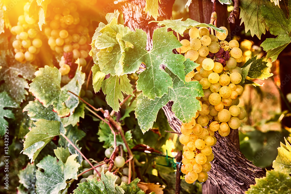 Bunch of organic white grape on vine branch