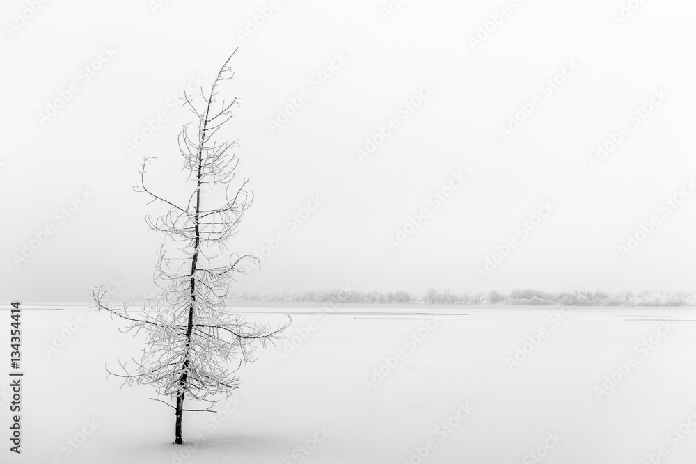 Frozen tree in winter