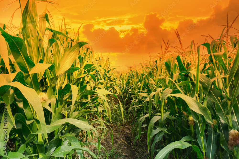 Green corn field in agricultural garden