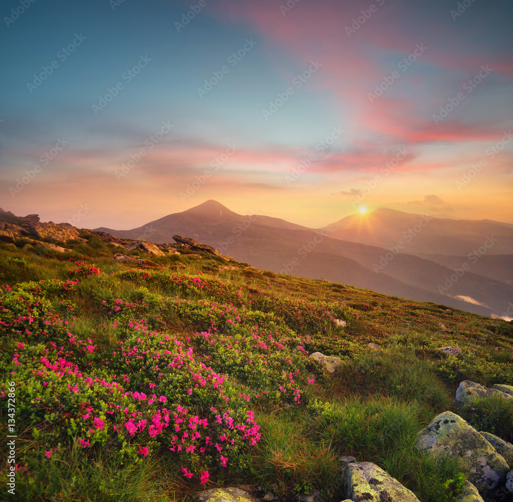 Flowers on the mountain field during sunrise. Beautiful natural landscape in the summer time