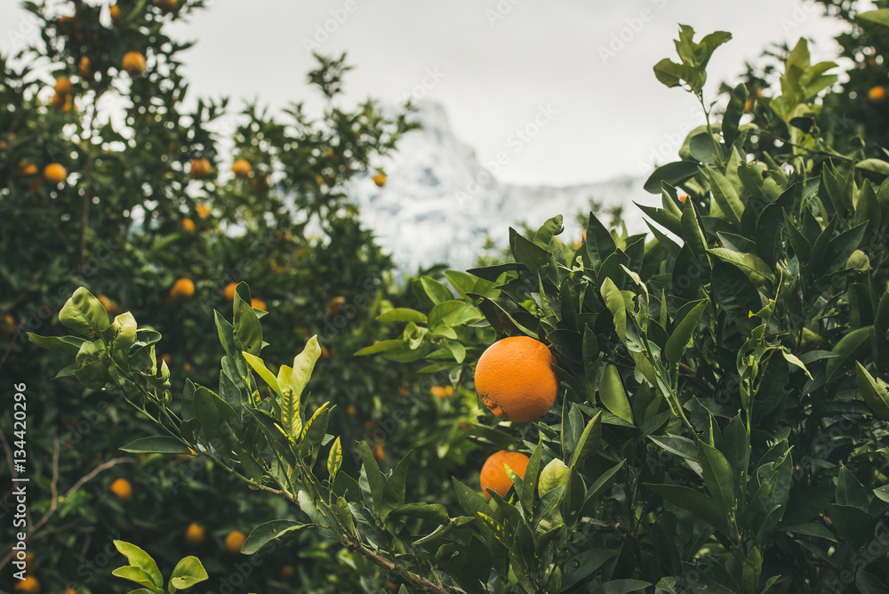 Orange trees with ripe oranges in the mountain garden in Dim Cay district of Alanya, Antalya provinc