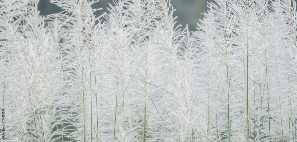 background White grass flower of reed plant in autumn