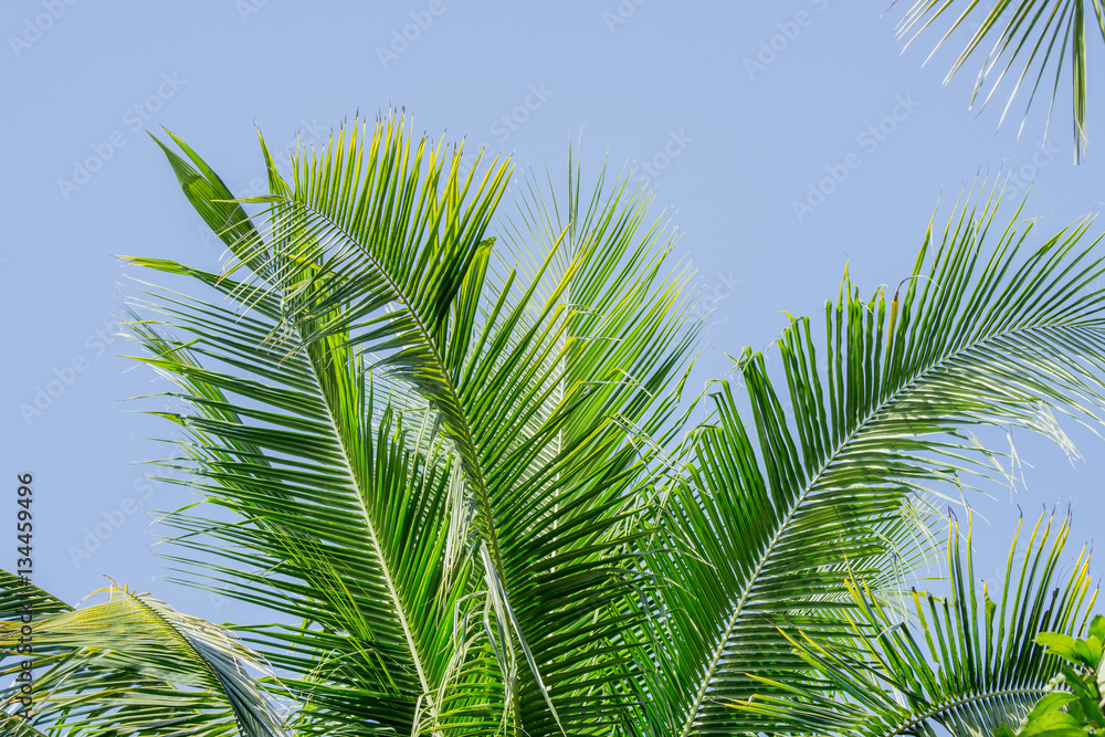 coconut palm tree on blue sky