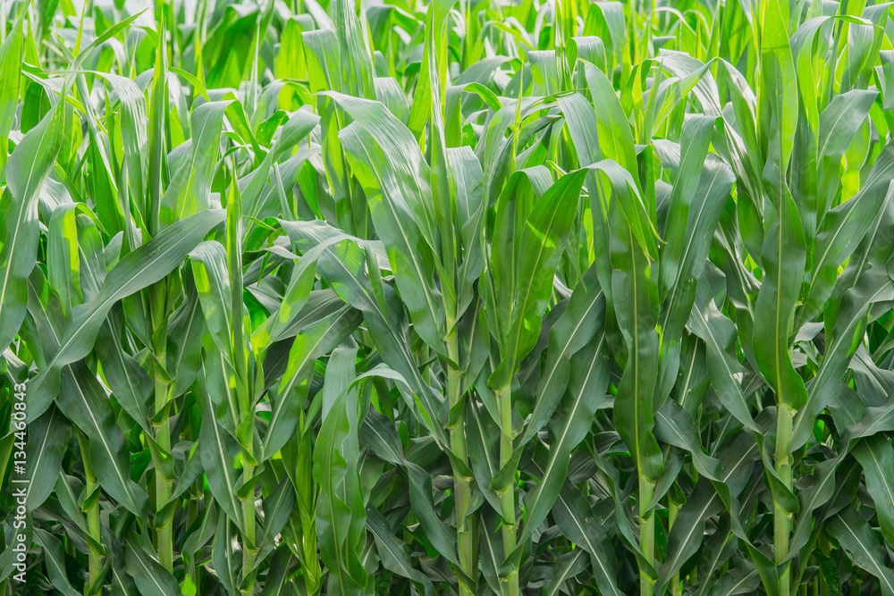 Green corn field in agricultural garden