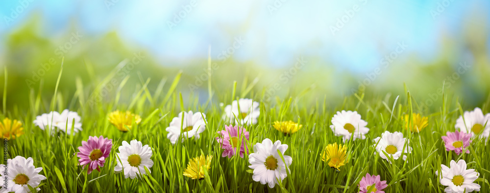 Spring flower in the meadow