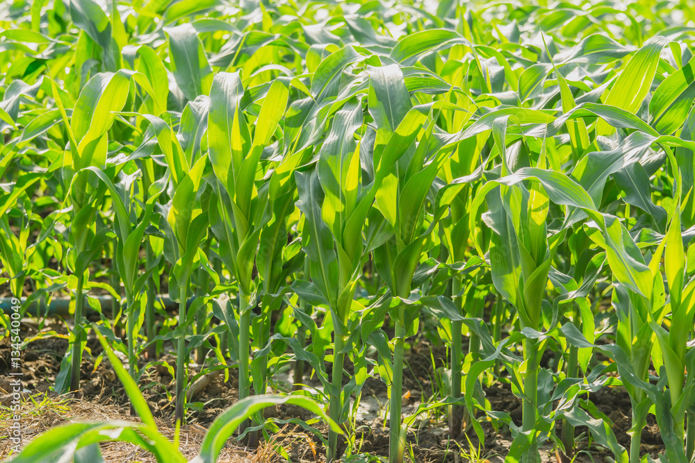 Green corn field in agricultural garden